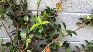 Star Jasmine being Trained up Wall [upl. by Kcirdek]