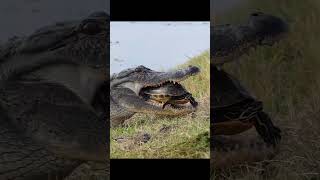 Wild crocodiles prey on helpless turtles [upl. by Moon]