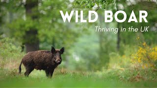 Wild Boar Thriving in the UK  Rewilding [upl. by Eenyaj]