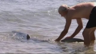 Dramatic video Man pushes shark back into sea in Australia [upl. by Devonna632]