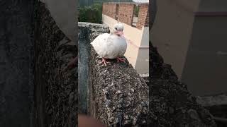 Paltu kabutar ka jiban kal 15 se 20 sal tak hota hai pigeon vairalshort subscribe [upl. by Fu]