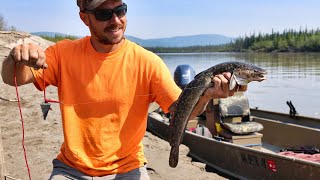 Riverside Camping amp Summer Burbot Fishing [upl. by Salamone]