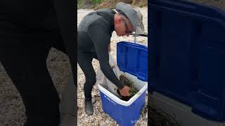 Collecting eelgrass for restoration [upl. by Adnirol]