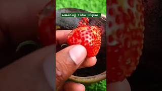 Strawberry plant lapse 🍓🍓🍓🌿garden agriculture timelapse plants viral short [upl. by Ardnosac254]