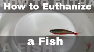 How to Euthanize a fish Humanely NOT for the Faint of Heart [upl. by Kcirddes538]