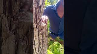 Awesome video of a man catch parrot in a nest funnyreel funniestvideo funnycomment eyecatchy [upl. by Nealson]