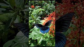 SLOW MOTION Unveils GENTLE BEAUTY of a BUTTERFLY Bali Butterfly Park mindfulrelaxation [upl. by Nuhsyar531]