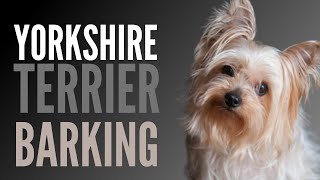 Yorkshire Terrier Barking Sounds To Make Your Dog REACT [upl. by Angadresma71]