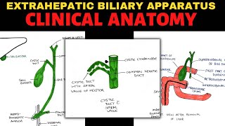 Extrahepatic Biliary Apparatus 44  Clinical Anatomy [upl. by Hepsiba387]