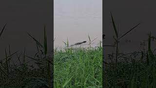 Energetic and Active Monitor Lizard Swimming at the Pond shortvideo varanus varanidae reptiles [upl. by Dorkus]