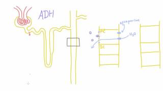 How does Antidiuretic Hormone ADH work [upl. by Giulietta597]