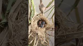 Baby Birds Remarkable Feat Eat In Nest EP116 birdslover birdwatch wildlife viralvideo birds [upl. by Atinuaj]