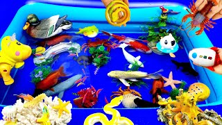 Put fish in the float sharks dolphins sea creatures tiger fish [upl. by Adnarom]