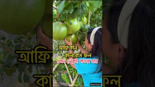 আফ্রিকান কালাবাস ফল এখন দেশেই পাওয়া যায়। kalabash fruit 🍐 fruitvideos african ফল [upl. by Mackay]