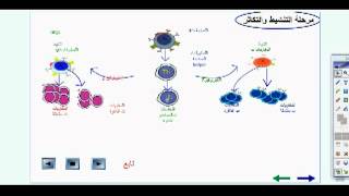 المناعة المناعة النوعية [upl. by Foley]