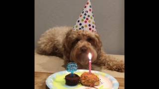 Bruno 3rd birthday [upl. by Ased]