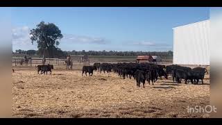 Gwydir River Muster Dog Sale  Slim presented by Damian and Liz Bulmer [upl. by Eutnoj]