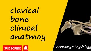 Clinical anatomy of clavicle bone  upper limb anatomy  bd chaurasia [upl. by Nerrot]