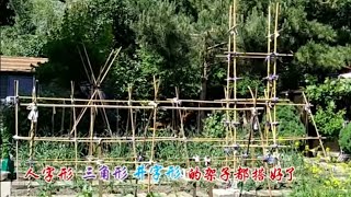 给西红柿和黄瓜等瓜类搭个架子会长的更好 How to build shelves for plants [upl. by Nnairam]