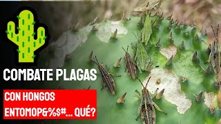 🌵💚Producción de NOPAL orgánico con Control BIOLÓGICO 2023 [upl. by Donald]