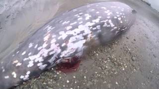 Cuviers Beaked Whale [upl. by Barrus]