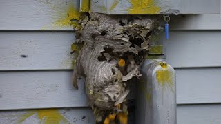 Hornet Nest Destruction Compilation [upl. by Anela830]