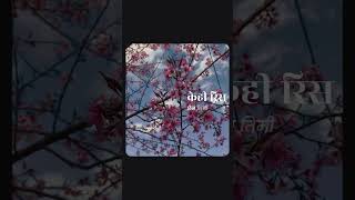 Timilai dosh diyeko hoina  Nepali songs  wild cherry plant  cherry flower ❤️ [upl. by Acinet]