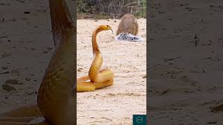 Snake 🐍 VS Mongoose 🦡 shortvideo wildlifeplanet [upl. by Gaudette]