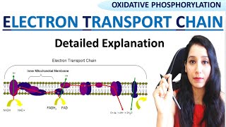 Oxidative Phosphorylation  Electron Transport Chain ETC amp Chemiosmosis I CSIRNET GATE NEET IITJAM [upl. by Clere2]