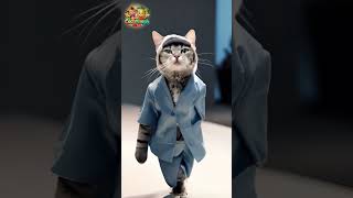 Catwalk fashion show cat fashion [upl. by Oemac831]