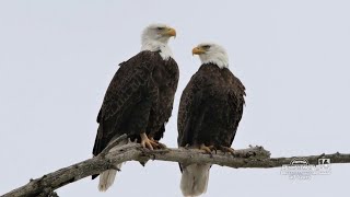 Floyd Trudgen  Landscaper Turned Wildlife Photographer [upl. by Lad]