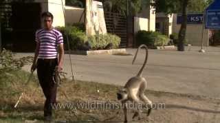 Langur attacks his owner [upl. by Sanez]