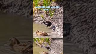 MOORHEN AND MALLARD DUCK WITCHELSTOWE CANAL 🦆🦆🦆 ABSports1 [upl. by Kumar]