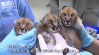 Caracal kittens at the Oregon Zoo [upl. by Baruch660]