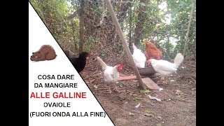 Cosa dare da mangiare alle galline ovaiole Finale con fuori onda [upl. by Adikam646]