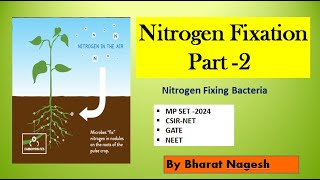 nitrogen Fixing bacteria Biological nitrogen fixation [upl. by Lorre]