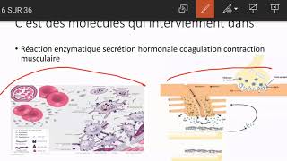 metabolisme phosphocalcique [upl. by Sutelc84]