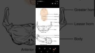 Hyoid Bone [upl. by Annyl]