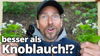 Diese Heilpflanze schlägt Knoblauch um Längen auch geschmacklich [upl. by Sasnak]