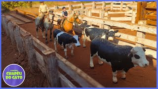 LIDA NA FAZENDINHA TOCANDO AS VACAS NO CAMPO [upl. by Boys162]