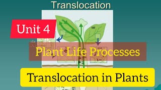 TRANSLOCATION in Plants Unit 4 Plant Life ProcessesCrop ScienceALE [upl. by Ayidah]