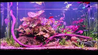 Low tech planted aquarium [upl. by Hermes]