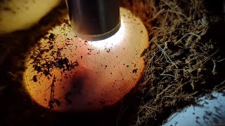 Baby hognose snakes moving inside their eggs [upl. by Rubel]