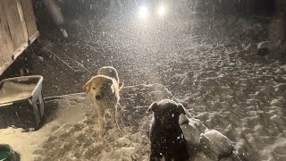 Wow what a winter storm on the farm [upl. by Nancy100]