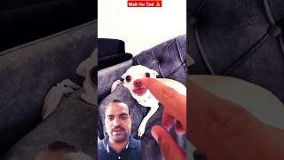 Man Masti with punny😂 chihuahua dog pets puppy funny comedy shorts shortfeed viralcutedog [upl. by Joletta]