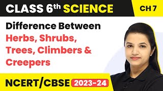 Difference Between Herbs Shrubs Trees Climbers amp Creepers  Class 6 Science Chapter 7 202223 [upl. by Lea]