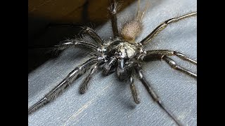 Macrothele phago Funnel web pairing [upl. by Lowell532]