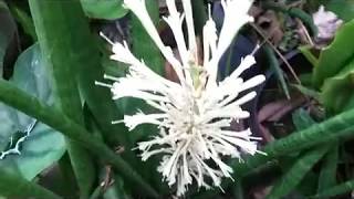 Sansevieria  Motherin laws tongue Plant  in Blooming [upl. by Anstice]