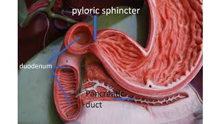 Medical terms 11 Gastrointestinal system [upl. by Dwinnell]