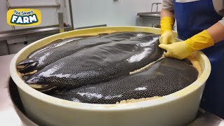 AMAZING Caviar Production How The Worlds Most Expensive Caviar is Made [upl. by Ecilahc]